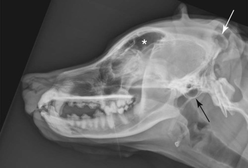 The Cranial and Nasal Cavities: Canine and Feline | Veterian Key