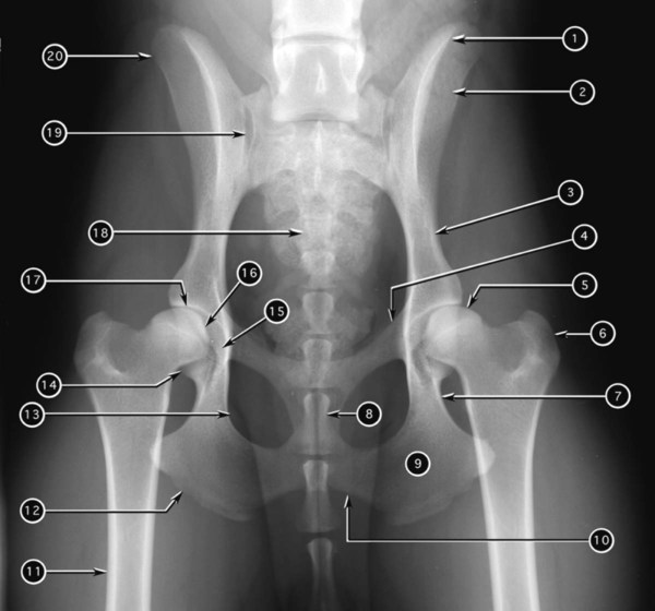 Radiographic Anatomy of the Appendicular Skeleton | Veterian Key