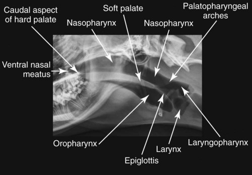 The Pharynx, Larynx, and Trachea | Veterian Key