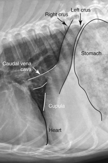 The Diaphragm | Veterian Key