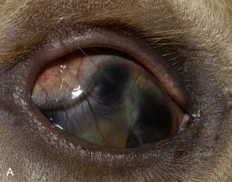 ocular anomaly congenital adnexal disease eye microphthalmia figure veteriankey
