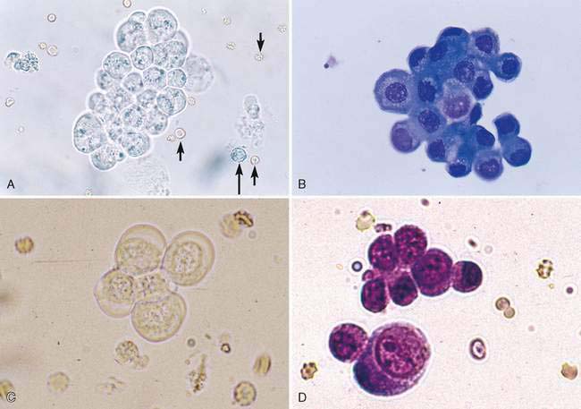 microscopic-examination-of-the-urinary-sediment-veterian-key