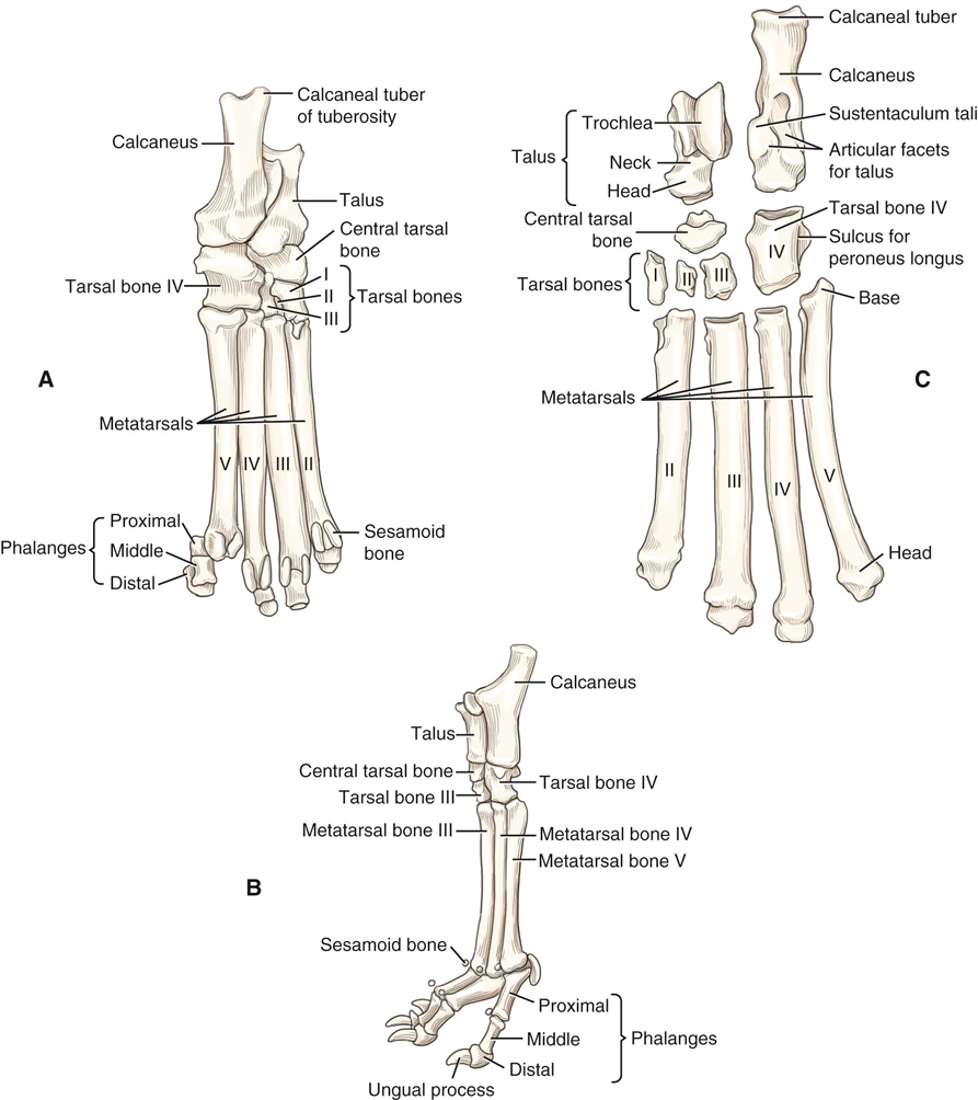 Canine Anatomy Veterian Key