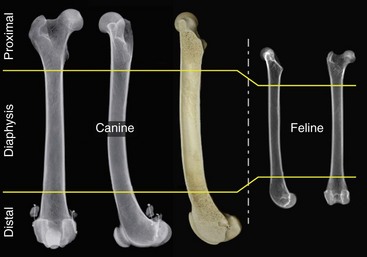 Fractures of the Femur | Veterian Key