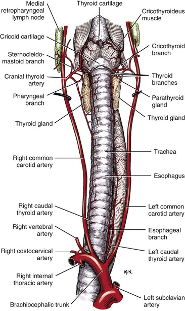 Trachea and Bronchi | Veterian Key