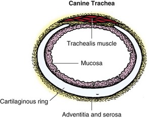 Trachea and Bronchi | Veterian Key