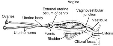 Clitoris correlation drive sexual size