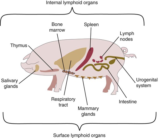 immune system pig Gallery