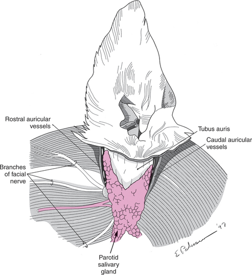 Anatomy of the Canine and Feline Ear | Veterian Key