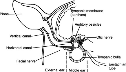 Examination of the External Ear Canal | Veterian Key
