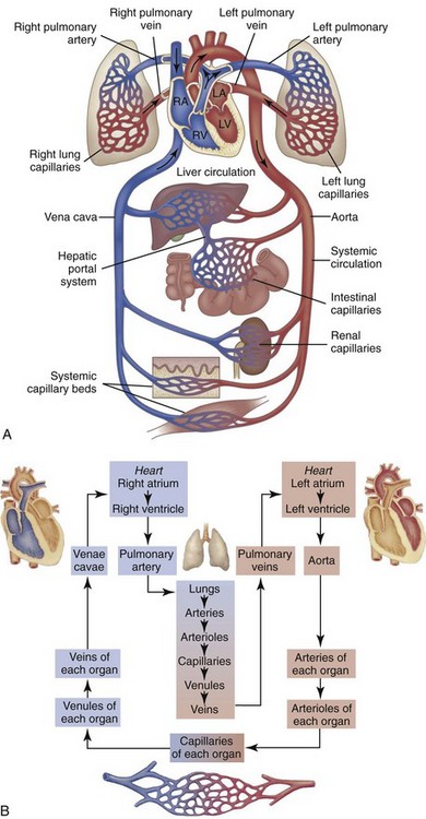 Cardiovascular System and Lymphatic Vessels | Veterian Key