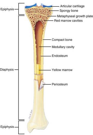Compact Bone Diagram Class 9 / Classification of Bones : Also called