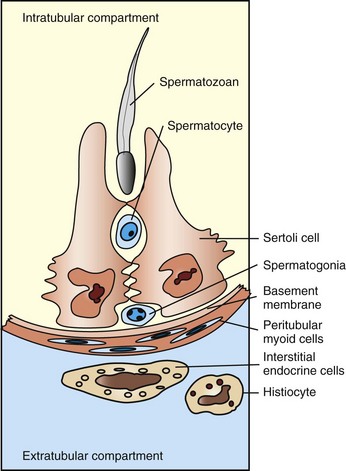 testis reproductive system cells diagram endocrine male interstitial sertoli schematic components fig normal veteriankey