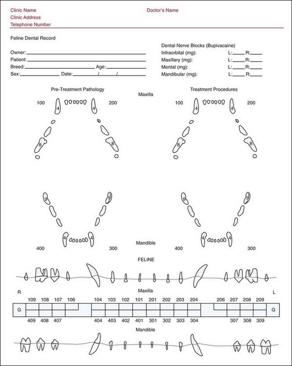 Printable Canine Dental Chart Customize And Print