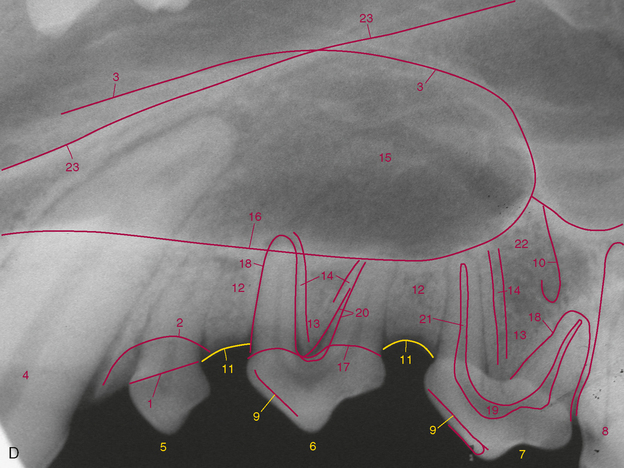 Intraoral Radiographic Anatomy of the Dog | Veterian Key