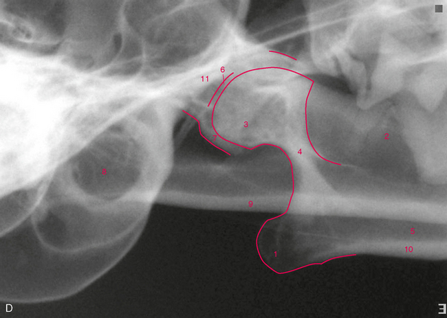 Temporomandibular Joint | Veterian Key