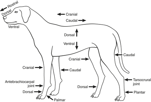dog dorsal recumbent position