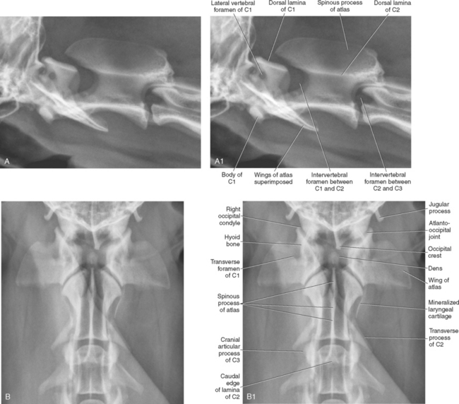 x ray of dogs cervical spine