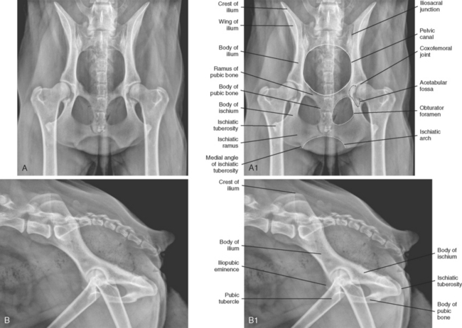 dog pelvis anatomy