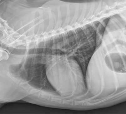 how much is a dog chest x ray