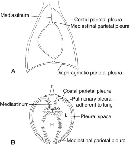 intrapleural space