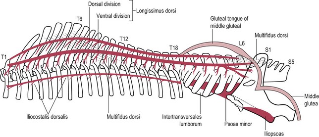 Equine Spinal Cord