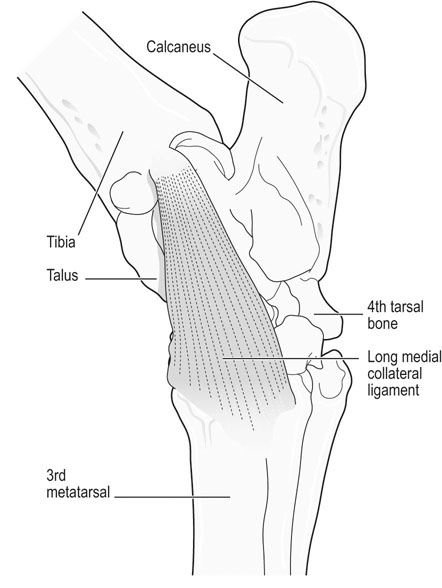 collateral ligament horse