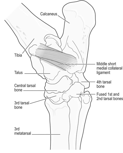 collateral ligament horse