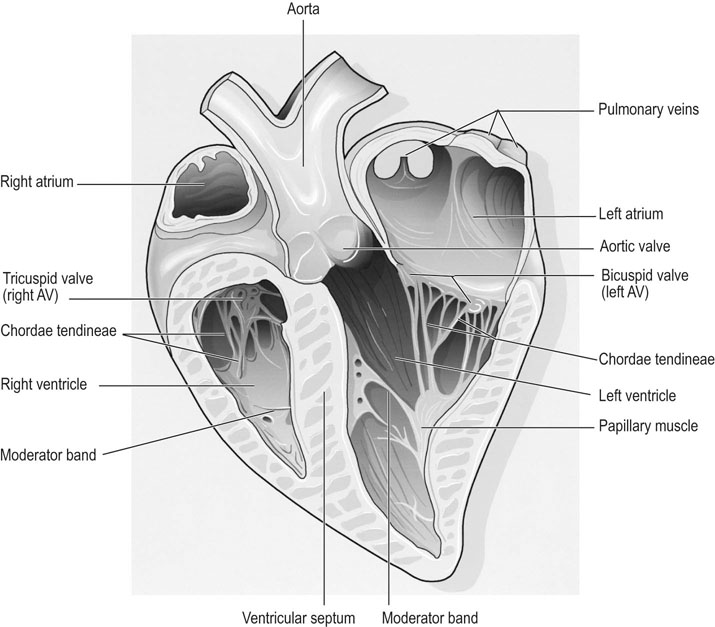 Horse Heart Size