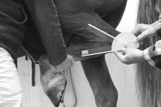 Physical treatment of the equine athlete | Veterian Key