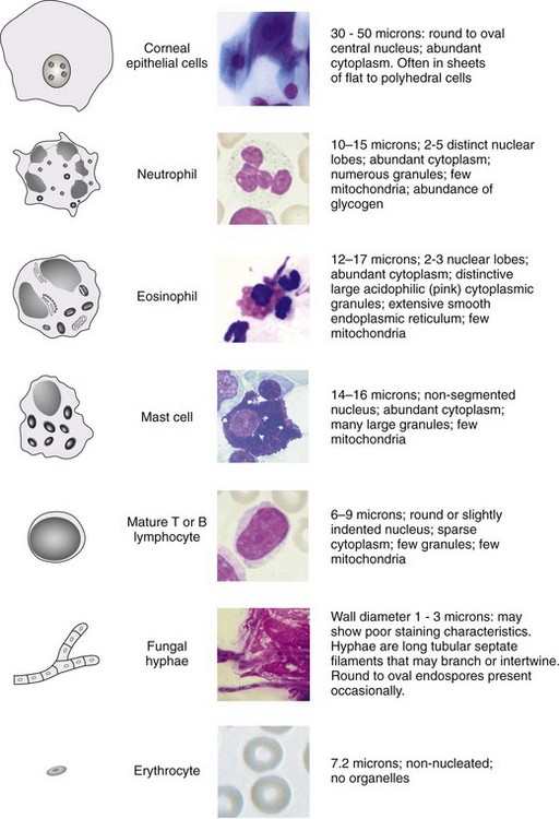 Practical General Field Ophthalmology | Veterian Key