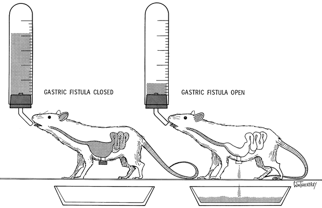 sham eating experiments in rats have demonstrated that