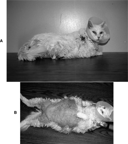 Hyperadrenocorticism In Cats (Cushing’s Syndrome) Veterian Key
