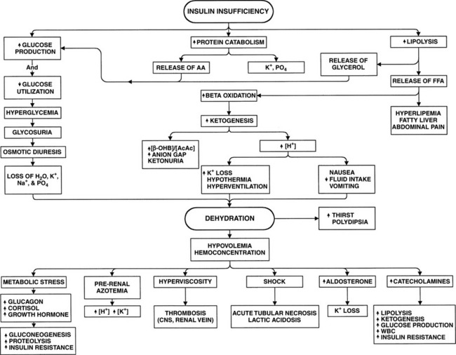 What causes diabetic ketoacidosis in dogs