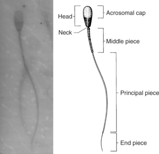 sperm Preserve canine