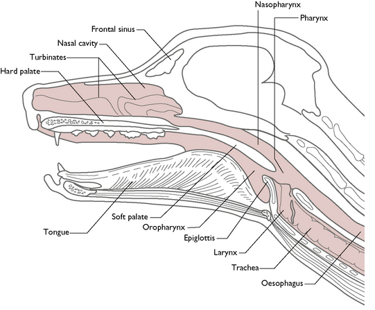 Respiratory System Veterian Key