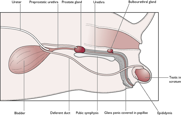 male cat reproductive system