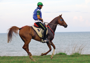 Training endurance horses | Veterian