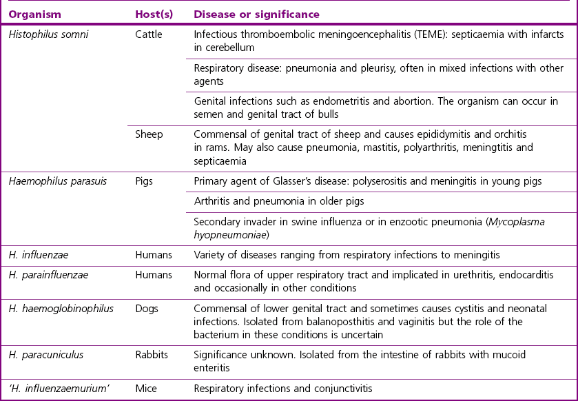 Haemophilus and Histophilus species | Veterian Key