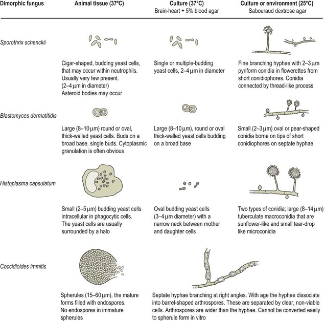 The dimorphic fungi | Veterian Key
