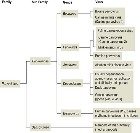 PARVOVIRUSES | AT A GLANCE