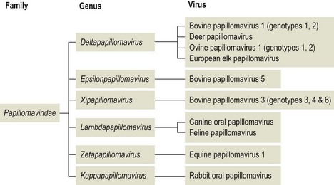 Papillomaviridae taxonomy