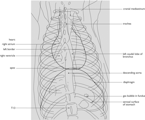 THORAX | Veterian Key