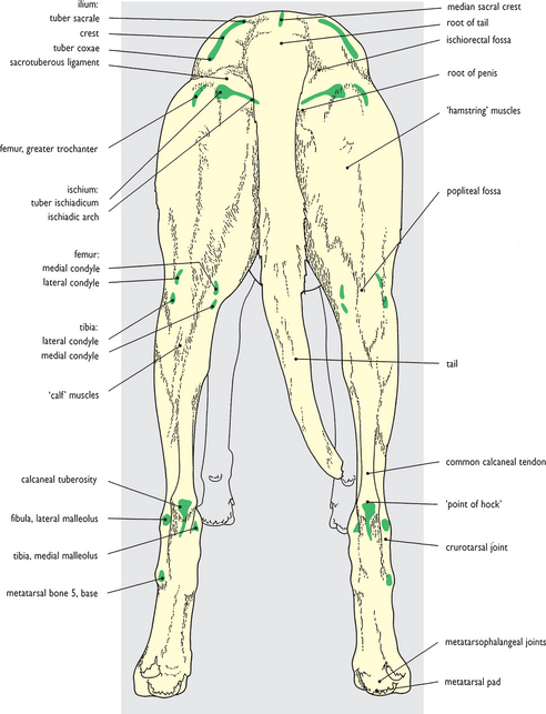 Canine Hindlimb Muscle Anatomy | Images and Photos finder
