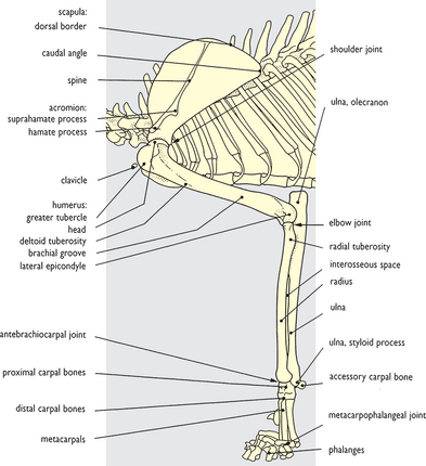 cat forelimb humerus bones distal skeleton comparative aspects radius left lateral fig veteriankey