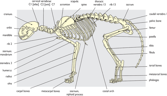 cat skull labeled