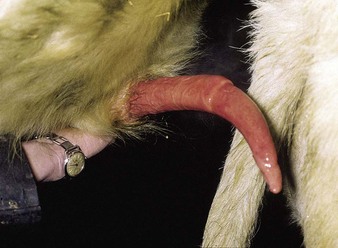 penis deviat cum se elimină grăsimea din jurul penisului
