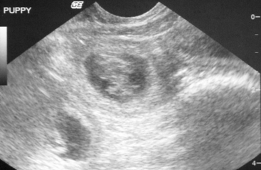 Pregnant dog sonogram