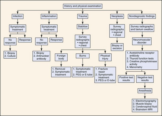 Polyphagia And Hyperphagia | Veterian Key