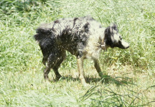 Dogs Behaviour of Canzoni Animal